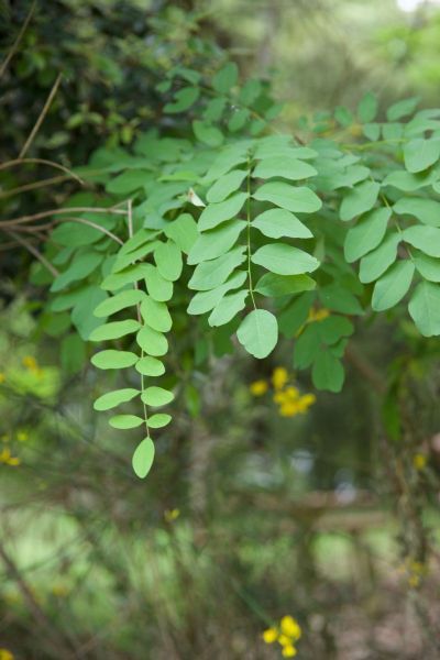 Leaves