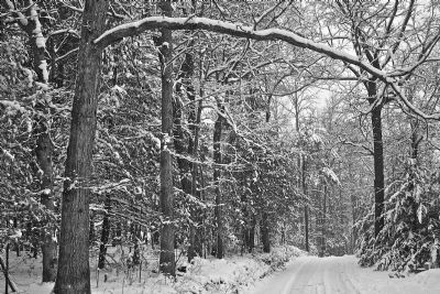 Snow Forest