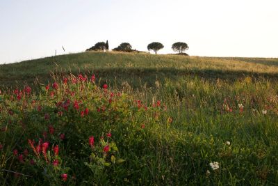 Flower Field