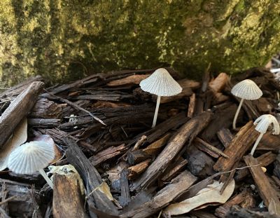 Standing Fungi