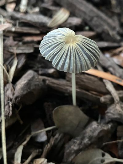 One Mushroom
