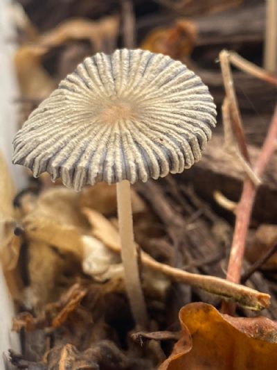 What A Unique Mushroom 