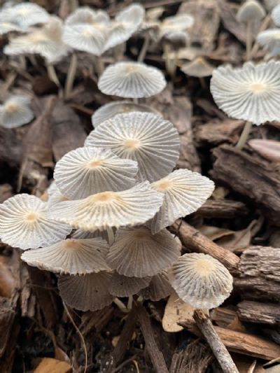Community Mushrooms 