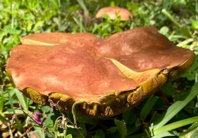 Glazed Mushroom
