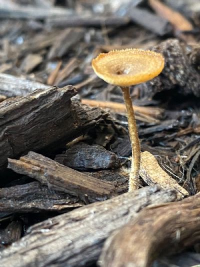 Skinny and Round Mushroom 