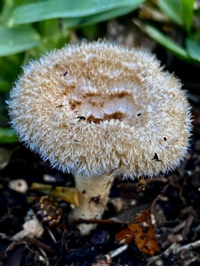 Fuzzy Fuzzy Mushroom 