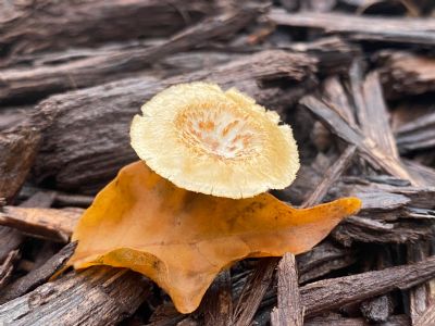 A Leaf and a Mushroom