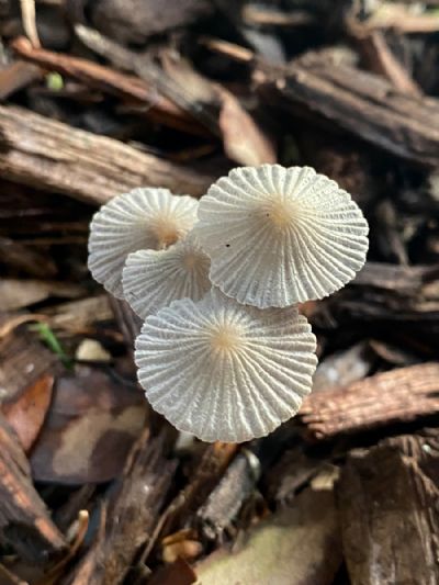 Seashell Mushrooms