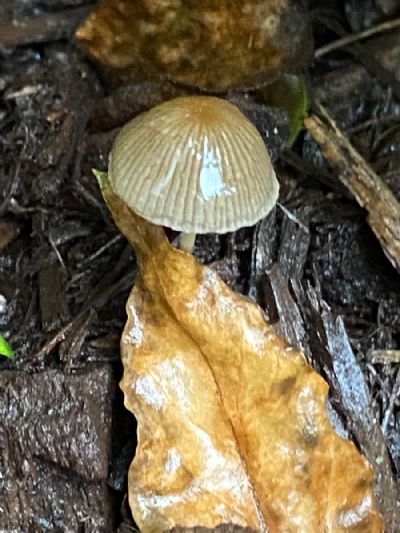 One Wet Mushroom