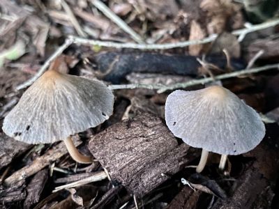 Umbrella Mushrooms