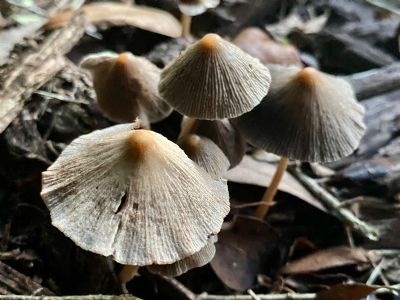 Lovely Mushrooms