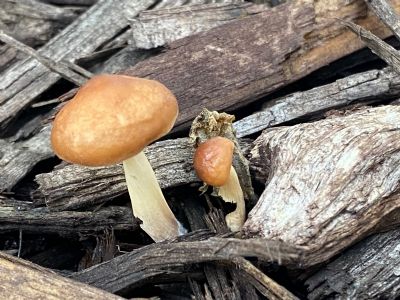 Adorable Mushrooms