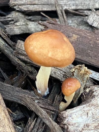 Real Tiny Mushroom