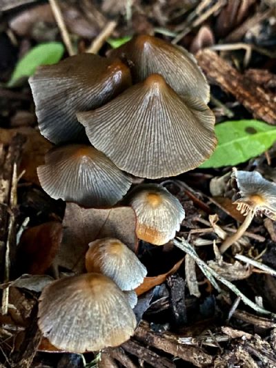 Mushroom Togetherness 