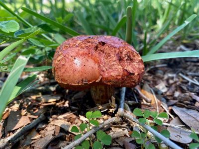 Potato Mushroom