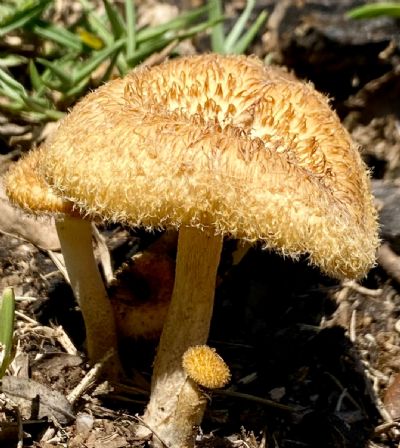 A Family of Three mushrooms