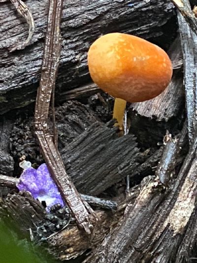 Pretty Small, Pretty Mushroom
