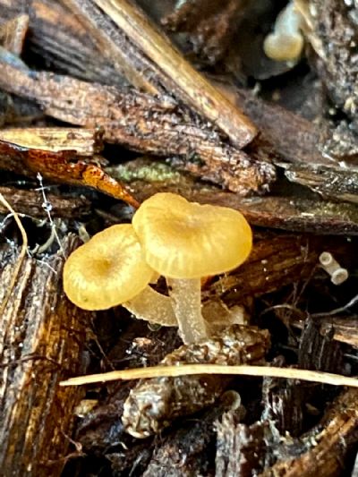 Baby Fungi
