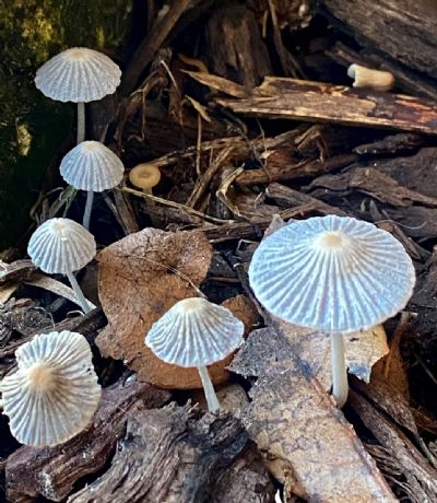 Mushrooms in a V Formation