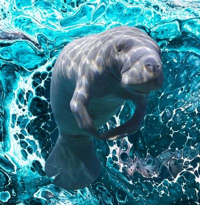 Manatease