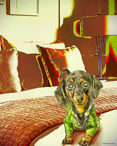 Daschund Dog on Bed