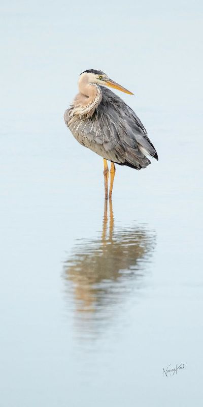 Relaxation I - Great Blue Heron