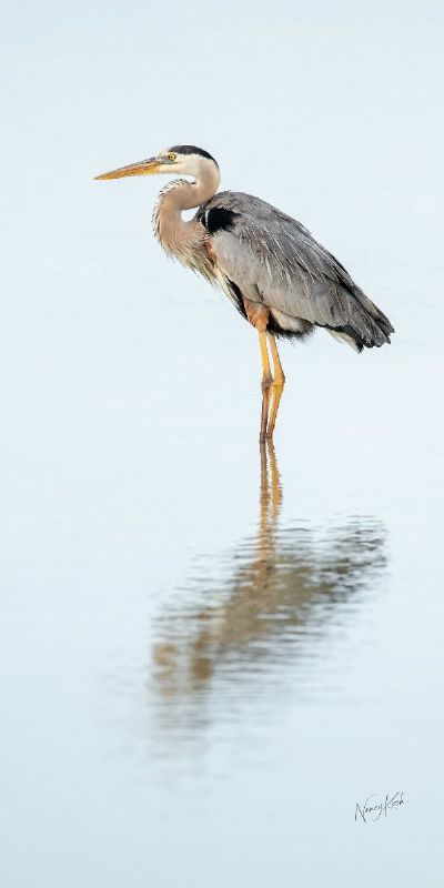 Relaxation II - Great Blue Heron