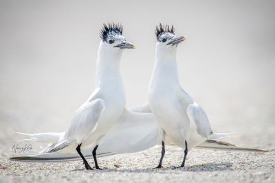 Forever Friends - Terns