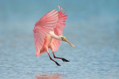 Marilyn Landing - Roseate Spoonbill