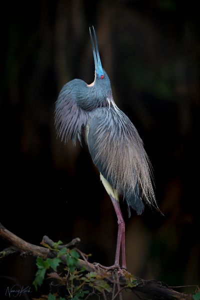 On Display - Tricolored Heron