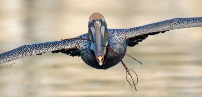 Incoming - Brown Pelican