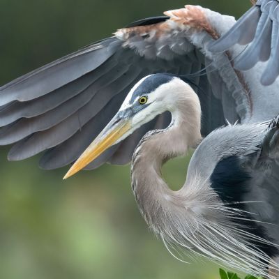 Intentional - Great Blue Heron 