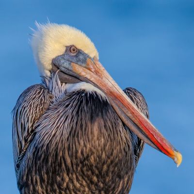 Chilly Sunset - Brown Pelican