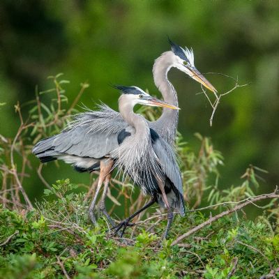 Cooperation - Great Blue Herons