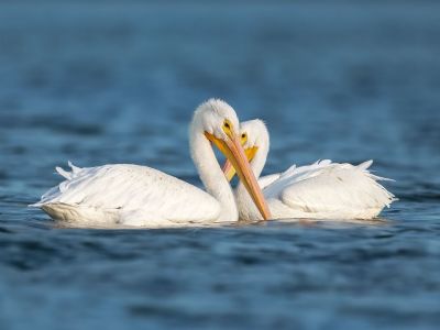 Love Birds - White Pelicans