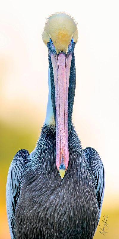 Stare Down - Brown Pelican