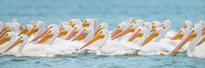 Pelican Parade - White Pelicans