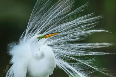 Look at Me - Great Egret