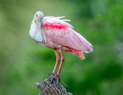 Bashful One - Roseate Spoonbill