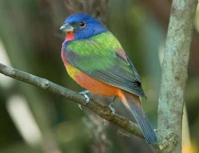 Painted Rainbow - Bunting