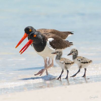 Family Instep - Oystercatchers