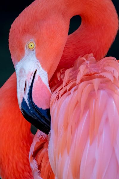 Pretty in Pink - Flamingo