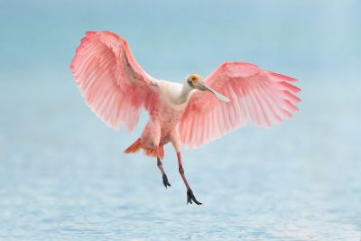 Landing gear down - Roseate Spoonbill