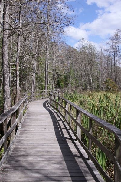 The Path- Corkscrew Swamp