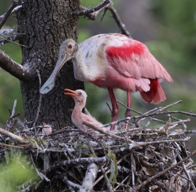 Baby Spoonbill in nest