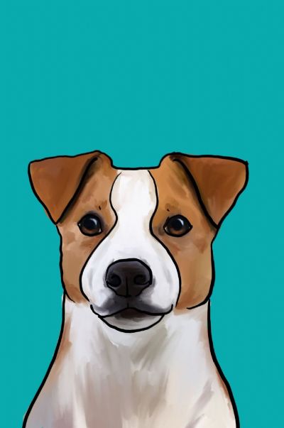 Jack Russell Terrier