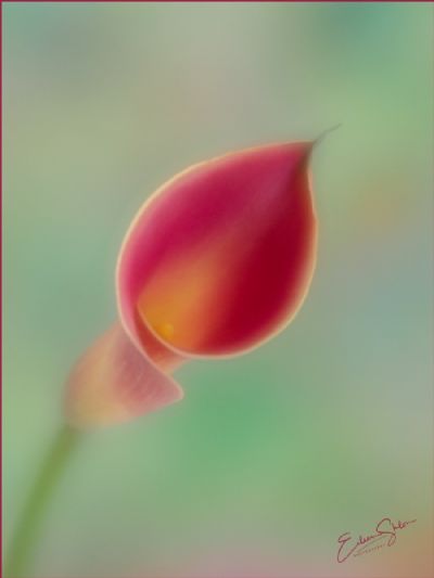 Soft Calla Lily