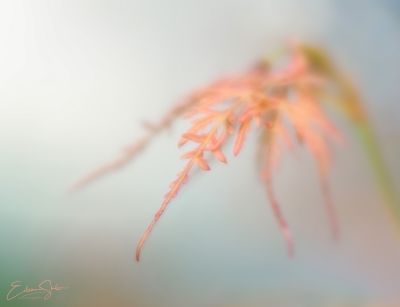 Japanese Maple