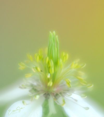 Top of the Nigella