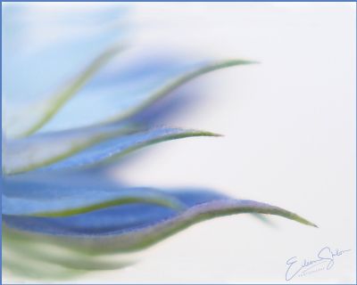 Nigella petals